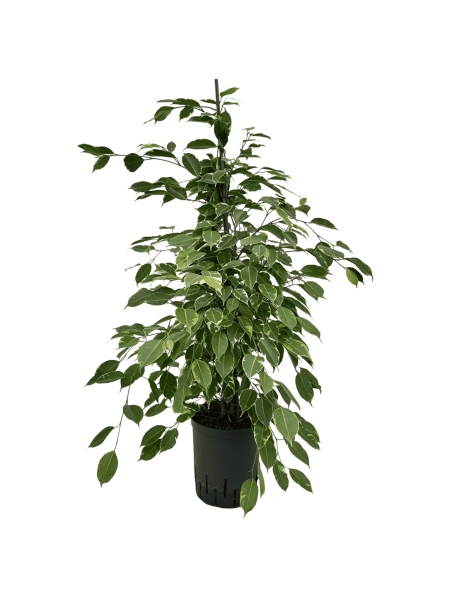 Ficus bunt in Hydrokultur